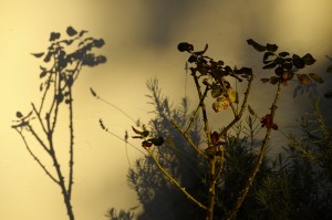 Ombres et lumières